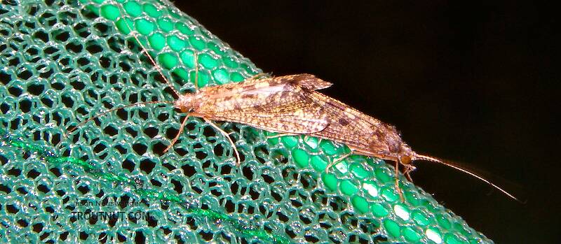 I saw something strange flying around near the streambank, fluttering on and off the water's surface, so I went to check it out.  I didn't recognize the wing profile in flight, and it's no surprise!  These two caddisflies were joined mating, and they were very reluctant to let go.

From the Neversink River in New York