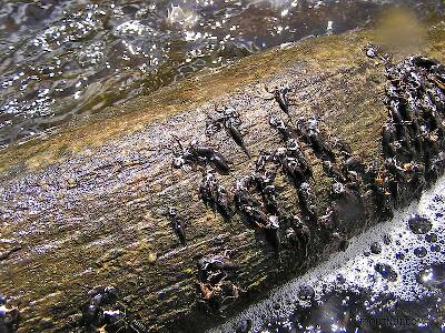 Several large stoneflies recently emerged and left their nymphal skins on this log in fast water.  Imitating the fluttering adults helped me hook a couple trout.