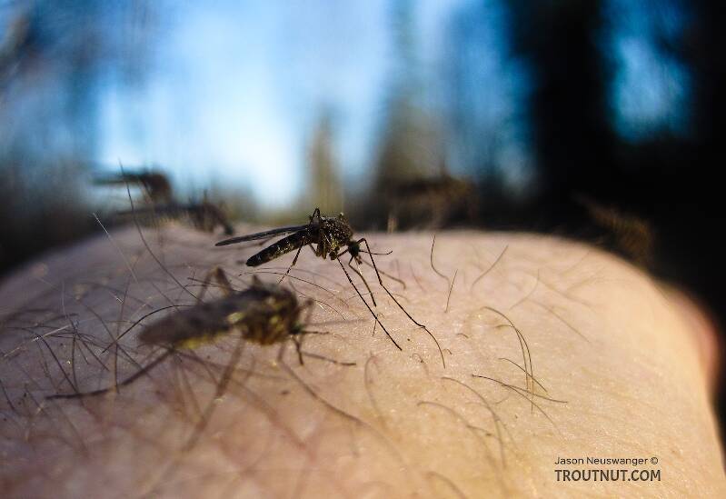Testing the limits of my dedication to producing insect pictures, I held still for several shots with these mosquitoes on my wrist, trying to get one with good focus.

From Mystery Creek # 115 in Alaska