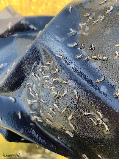 Baetis spinners trying to lay eggs on my waders

From Silver Creek in Idaho