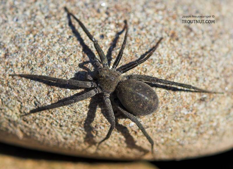 This spider lives in the rocks streambed of a Catskill trout stream.

From unknown in Wisconsin
