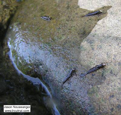 Here are the empty nymphal cases of Isonychia bicolor mayflies which hatched in early fall in the Catskills by crawling out onto a rock.

From the Beaverkill River in New York