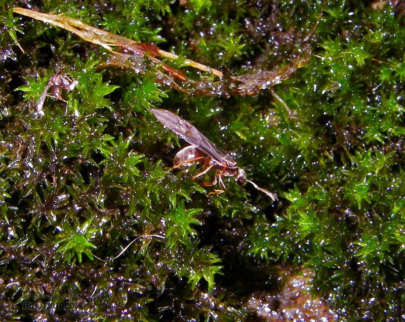 This winged ant was on a mossy rock in the middle of a small stream.