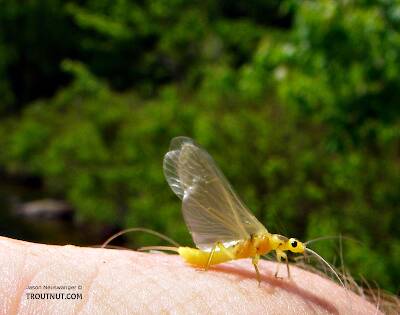 This stonefly is doing its best to pretend to be a mayfly.

From Mystery Creek # 42 in Pennsylvania