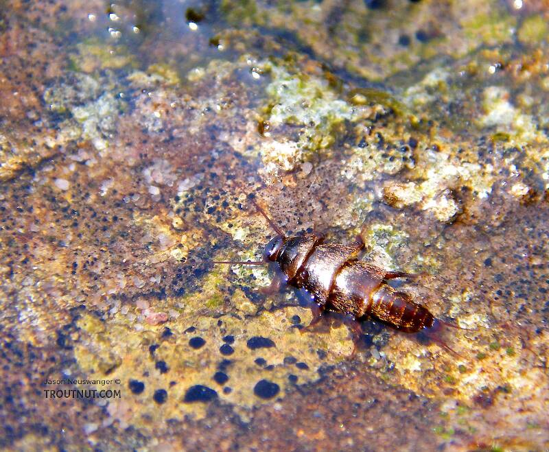 This Peltoperlid stonefly (roachfly) was crawling around on this rock looking for a comfortable place to emerge.

From Mystery Creek # 42 in Pennsylvania