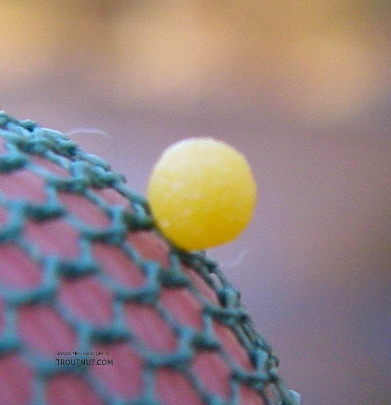 Here's a fresh ball of eggs from a Hendrickson spinner, photographed to show the proper color for the egg-ball on spinner patterns.

From Fall Creek in New York