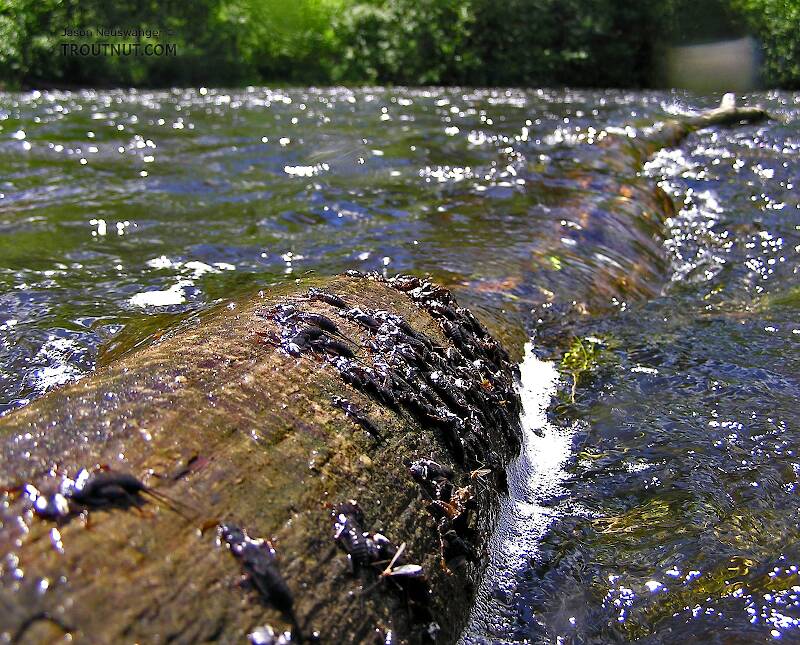 When the freshly shed nymphal skins of large stoneflies cover a log like this, imitating the nymphs is a good bet for large trout.