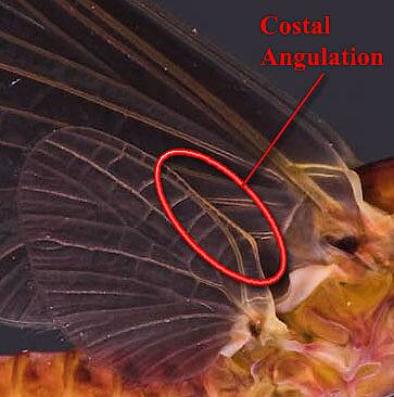Costal angulation on the wing of a Hendrickson mayfly dun.