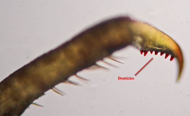 The denticles on the tarsal claw of this Ephemerella nymph are highlighted in red.