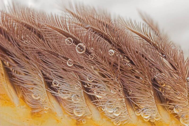 This is a closeup of the filiform gills of a Hexagenia limbata mayfly nymph.