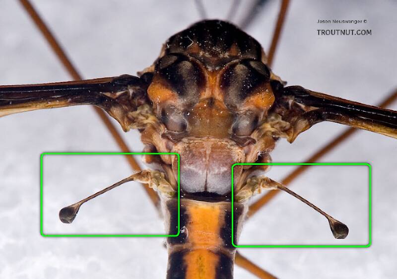 The halteres of this cranefly are boxed in green.