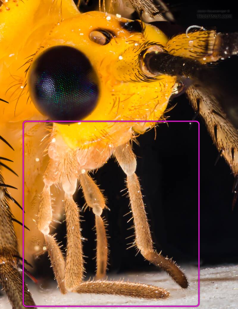 Maxillary and labial palps of a Hydatophylax argus caddisfly.
