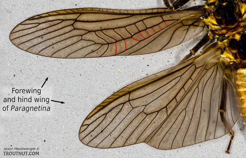 Intercubital crossveins are visible in the forewing of this stonefly, but not the hind wing.