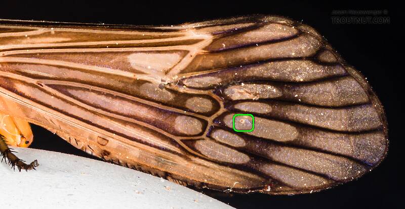 The tiny nygma of this Hydatophylax argus caddisfly's forewing is boxed in green.