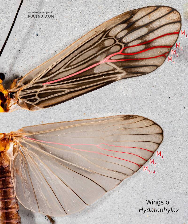 The specimen illustrated here is unusual in that M3+4 barely forks in the forewings, and that it forks at all in the hind wings.