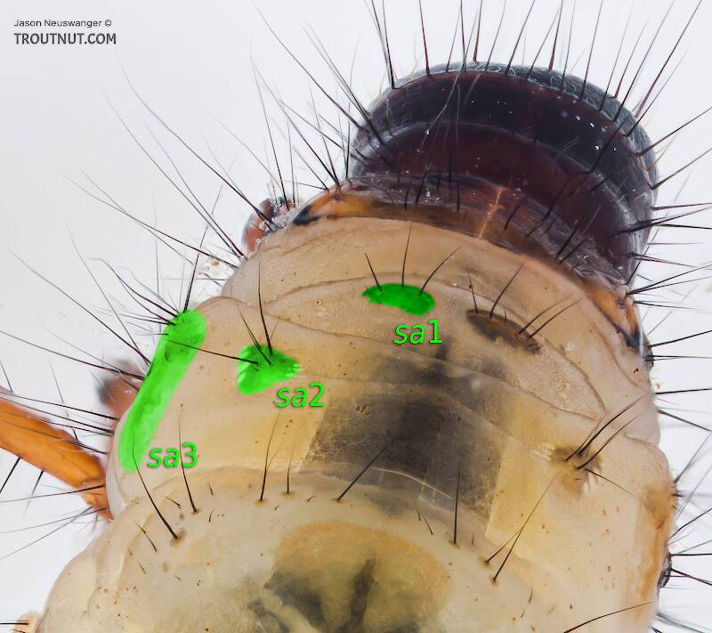 The setal warts on the left side of this Chyranda centralis caddis larva's metanotum are highlighted in green.