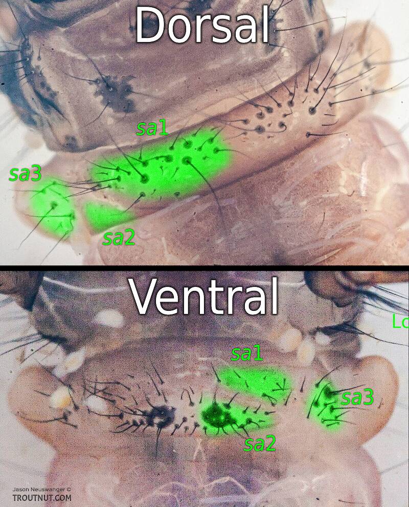 The setal areas on the left half of the first abdominal segment of an Onocosmoceus larva are highlighted in green. There are no setae in dorsal sa2 on this specimen, but the area is highlighted for reference.