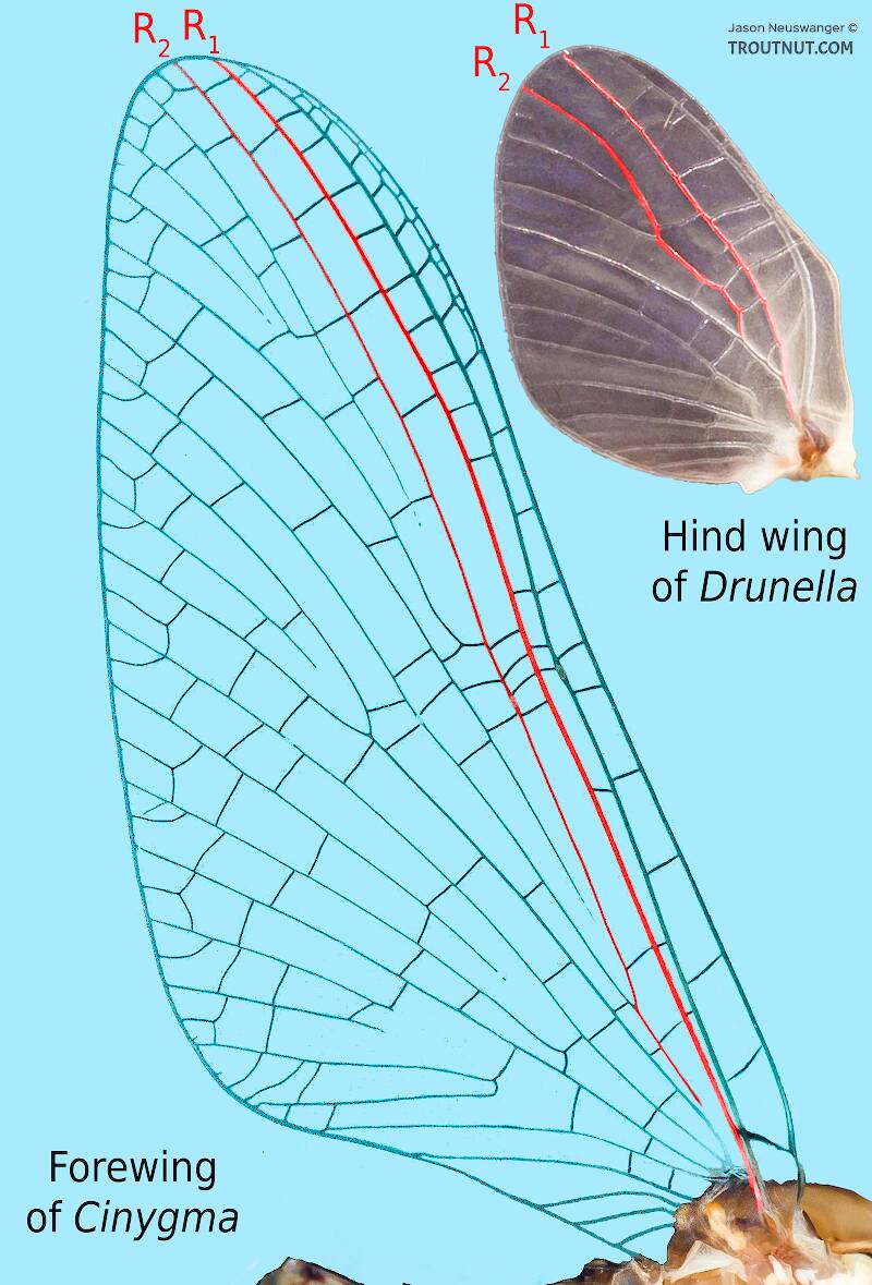 The radial space is located between veins R1 and R2.