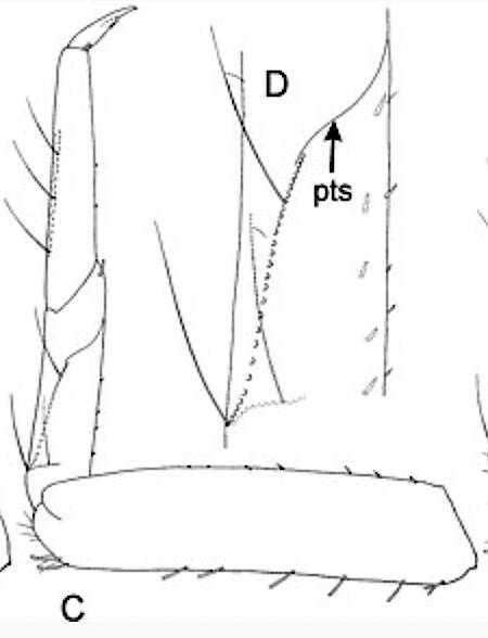 The letters "pts" designate the patello-tibial suture in zoomed-in view (D) of the middle leg (C) of a Turkish Baetidae mayfly. Licensed via Creative Commons and WikiMedia from the following publication: Sroka P, Godunko RJ, Rutschmann S, Angeli KB, Salles FF, Gattolliat J-L (2019) A new species of Bungona in Turkey (Ephemeroptera, Baetidae): an unexpected biogeographic pattern within a pantropical complex of mayflies. Zoosystematics and Evolution 95(1): 1-13.