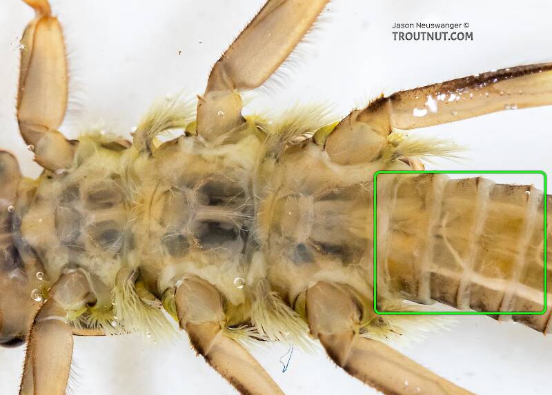 Note the absence of abdominal gills originating in the boxed region in this Perlidae nymph.
