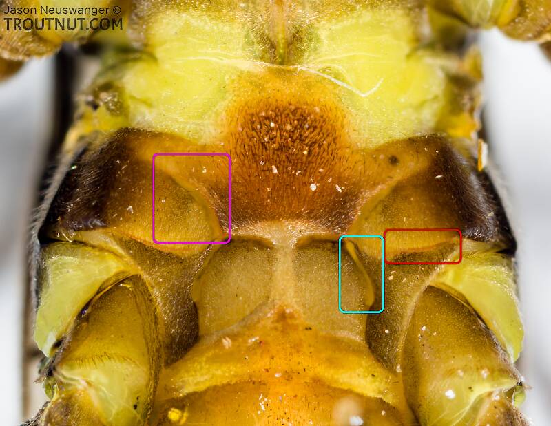 This closeup of the metabasisternum of an Agnetina stonefly adult shows the furcal pit (light blue), the sternacostal suture which does not extend all the way to the furcal pit (red), and the arched groove extending anterolad from the furcal pit (purple).