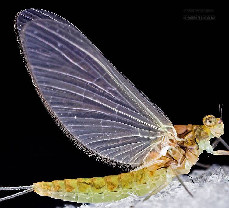 Example of one of the few mayflies (Ephemeroptera) with no hind wings.