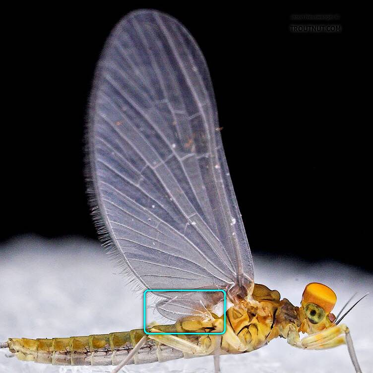 Small hind wing on a Baetidae mayfly