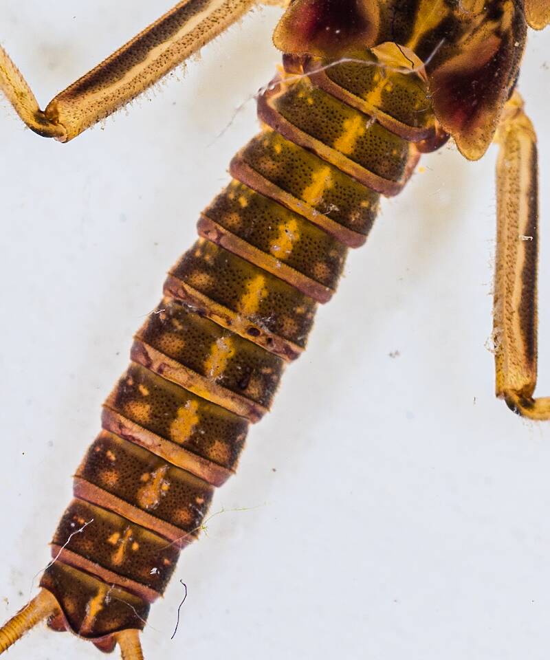 The dorsal stripe on this Skwala nymph apparently does not count as a "longitudinal pigment band" at this step in the key.