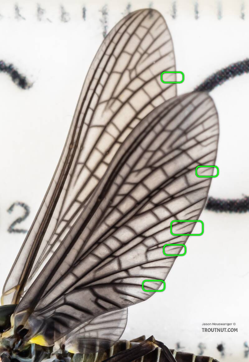 Green boxes surround a handful (but not all!) of the detached marginal intercalary veins on this Drunella dun's forewing.
