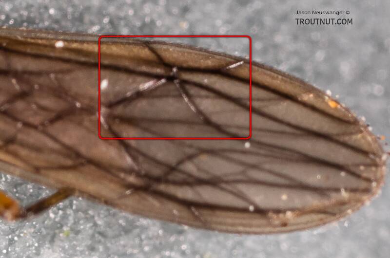 Although the photo is a bit blurry, it highlights the distinctive 'X' pattern in the veins of many Nemouridae forewings.