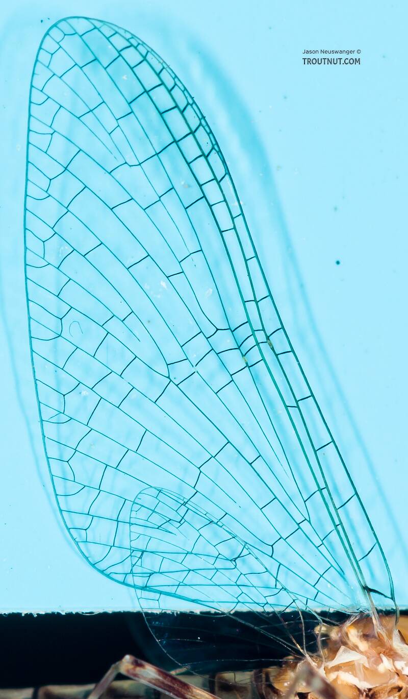 The veins in this Cinygma spinner are distinctly dark-colored, but many species have wings that appear clear despite having plentiful veins.
