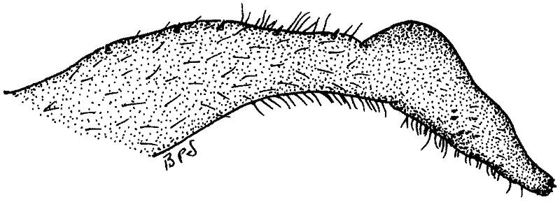Lateral view of hemitergal process of male Agnetina annulipes.