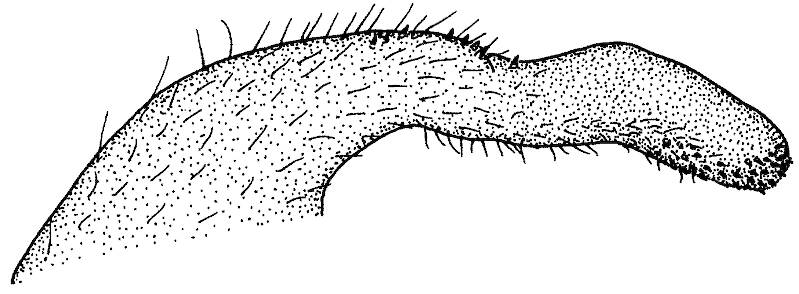 Lateral view of hemitergal process of male Agnetina capitata.