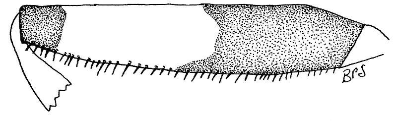 Anterior view of femur of Agnetina annulipes.
