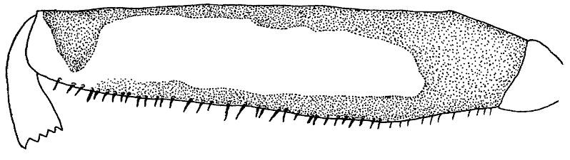 Anterior view of femur of Agnetina capitata.