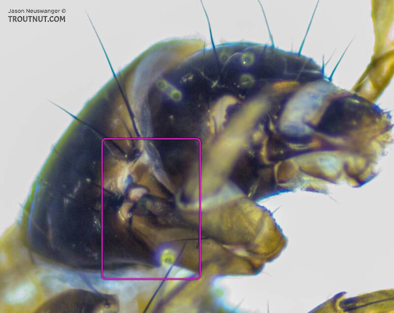 The rectangle indicates the area where about 1/3 of the pronotum is excised to make room for the coxa.