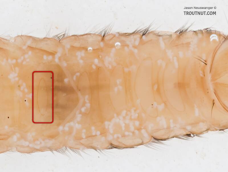 The chloride epithelia are the faintly-outlined, light-colored oval regions on each abdominal segment shown here. There's a red box around one of them.