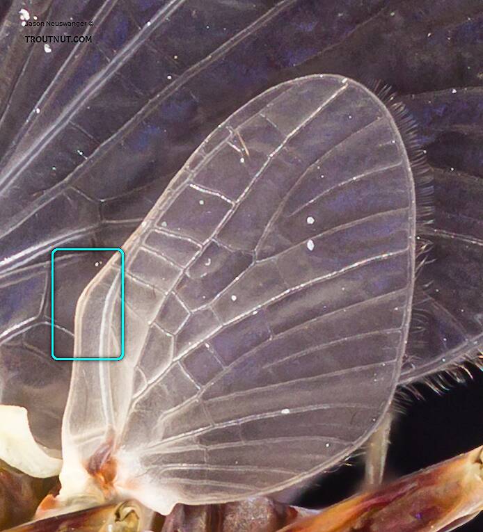 The bump in the front edge of the hind wing, circled in blue, is the costal angulation.