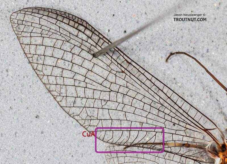The boxed area of the forewing shows vein CuA (running horizontally under the top of the box) with intercalary veinlets connecting it to the wing edge.