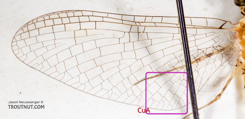 Note how most the crossveins extending posteriorly from vein CuA do not connect directly to the wing margin in this Heptageniidae wing.