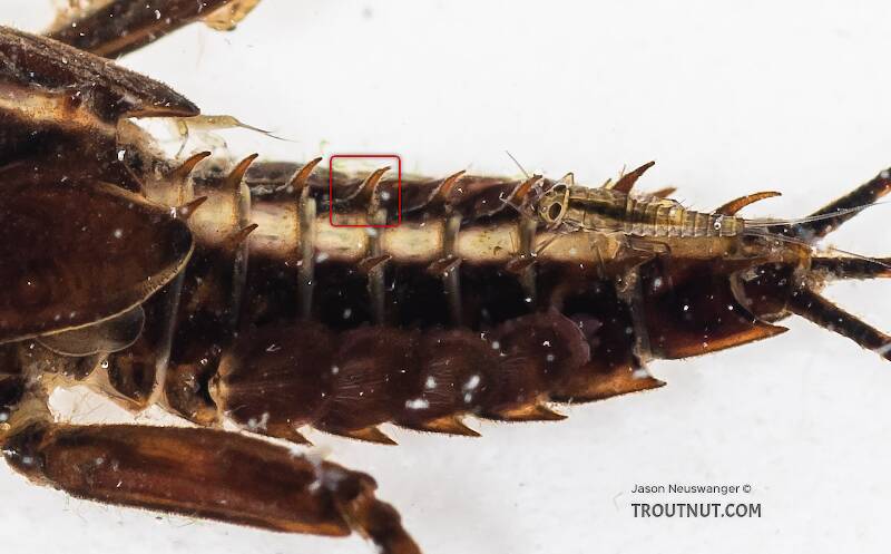 Exceptionally large abdominal spines on a Drunella grandis nymph.