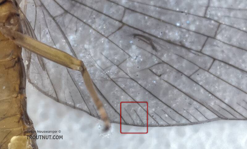 The red box shows one example of a pair of detached intercalary veins in the spaces between the larger veins on the edge of this Baetid mayfly's wings.