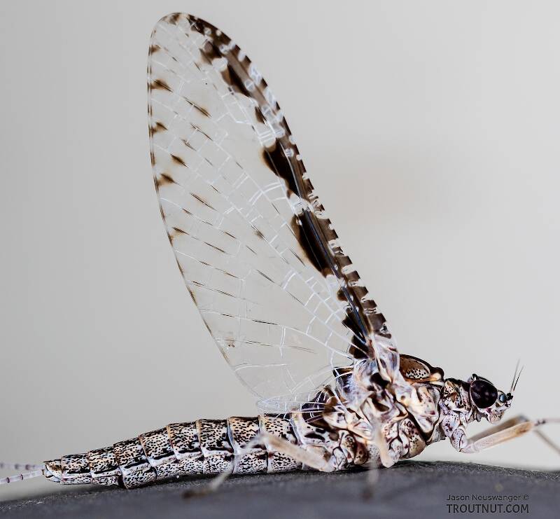 Patterned wings of a Callibaetis spinner.