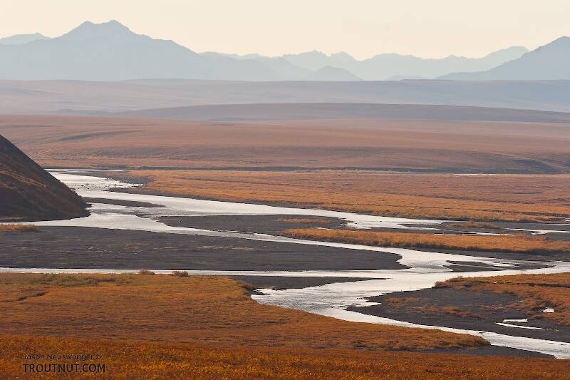 A beautiful braided reach of the Sag River, with the Philip Smith Mountains in the Arctic National Wildlife Refuge (ANWR) in the background.

From the Sagavanirktok River in Alaska