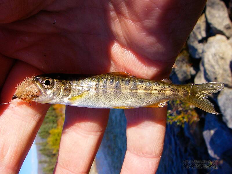 This juvenile Chinook salmon was one of many attacking my fly in a surprisingly fast, deep pool on the Jim River, a tributary of the Koyukuk.  There's no fishery there (or anywhere along the Dalton Highway, really) for the adult salmon, because they're too few in number and protected.
