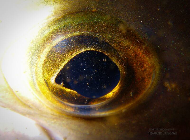 Close-up of an arctic grayling's eye.