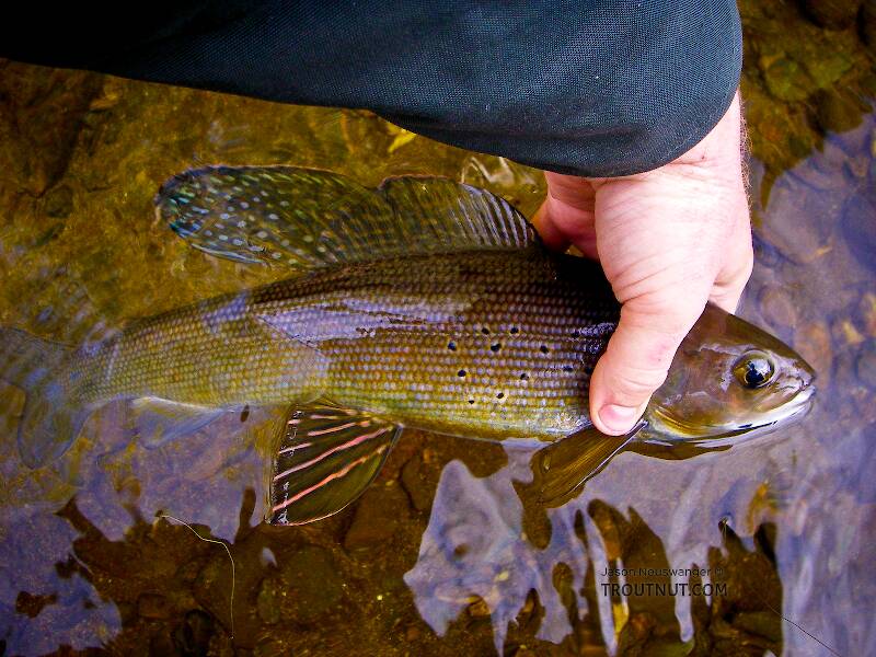 It's hard to capture the full beauty of a well-colored arctic grayling in a photo that can't show its iridescence.  This one was just so colorful he pretty much made up for it.