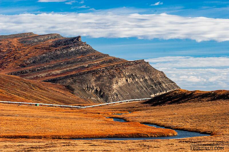 Here Oksrukuyik Creek flows away from the Dalton Highway toward the pipeline.  It eventually grows into one of the major rivers of the North Slope, and the main drainage to the west of the Sag, but where it crosses the road it's just a small grayling stream.

From Oksrukuyik Creek in Alaska