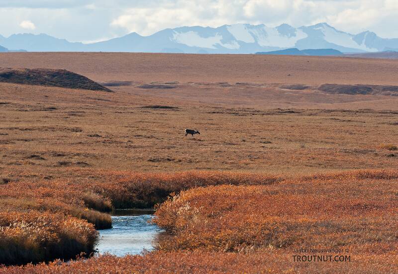 A cow caribou behind the Kuparuk River, with the Philip Smith Mountains of the Arctic National Wildlife Refuge (ANWR) in the background.

From the Kuparuk River in Alaska