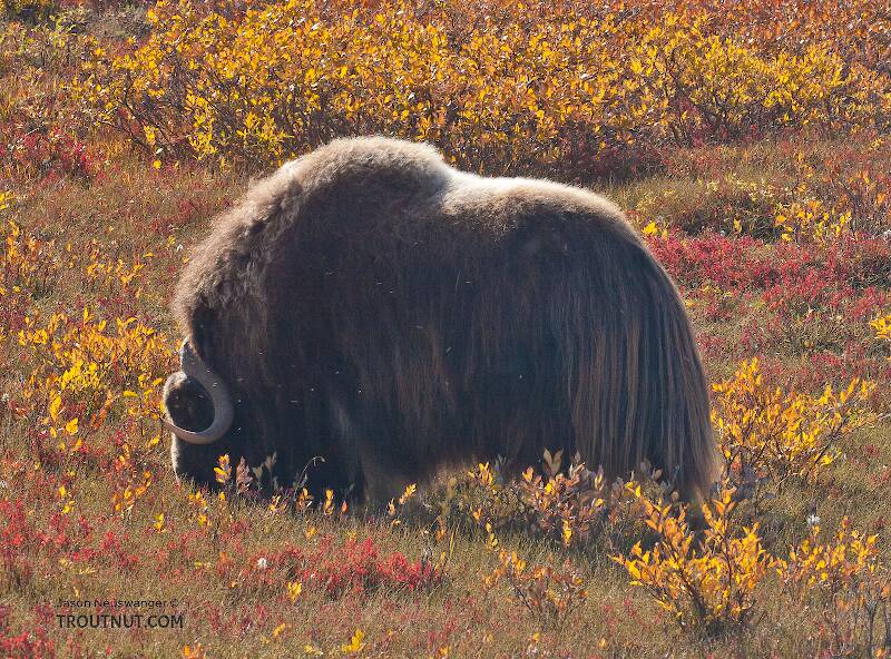 A musk ox grazing near the Sag River in the coastal plain.

From Dalton Highway in Alaska
